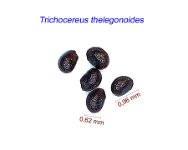 Trichocereus thelegonoides.jpg